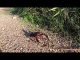 This Crayfish Just Can't Stop Falling Over