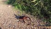 This Crayfish Just Can't Stop Falling Over