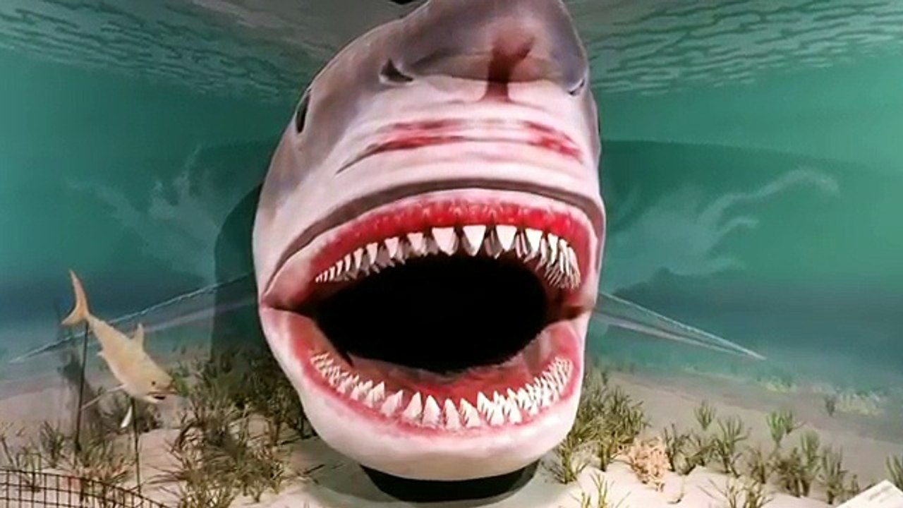 Shark-tastic Saturday