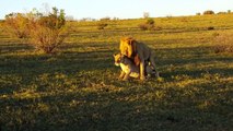 Mating lions interrupted by rhino