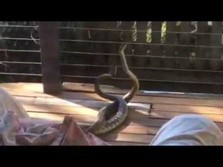 Pythons Fight It Out at Family Home in Queensland