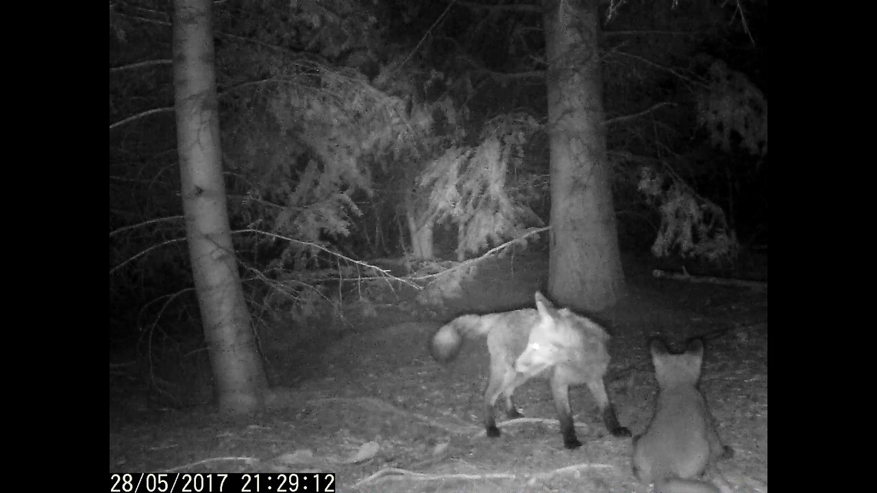 Fähe putz einen Jungfuchs am Bau von Tactical-Dad