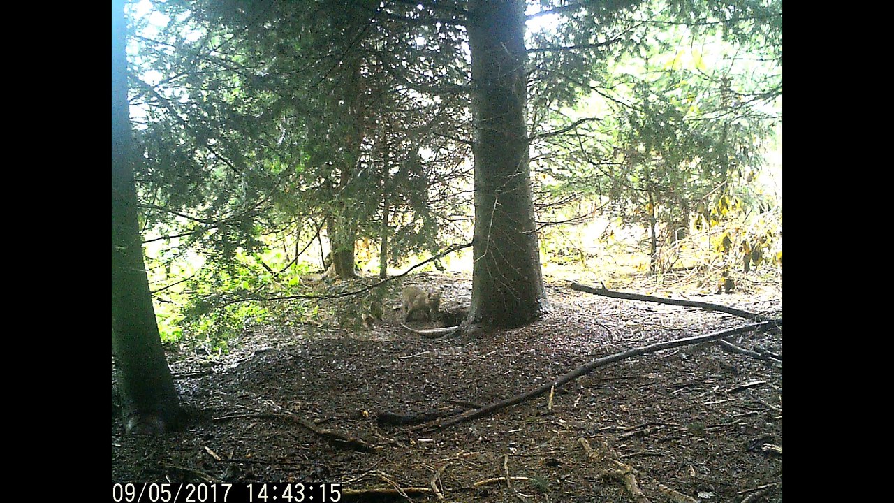 Jungfüchse Spielen am Bau von tactical-dad Teil 2