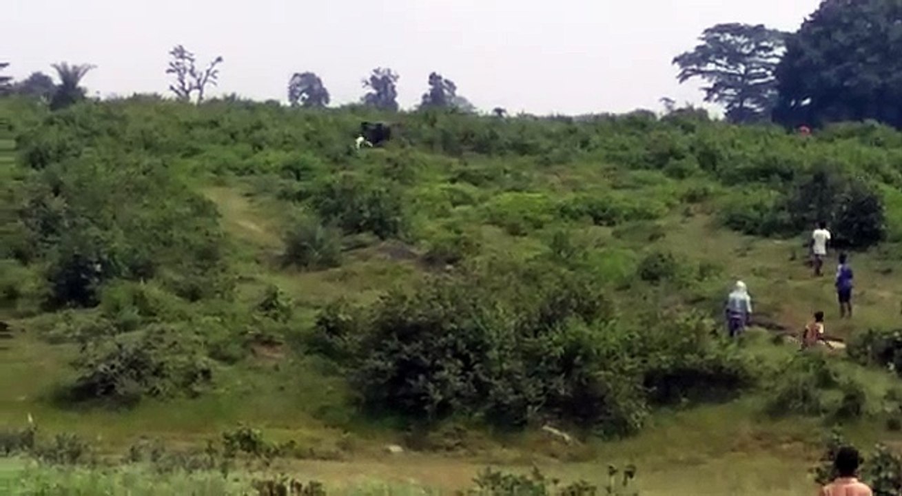 Слон растоптал человека в Индии