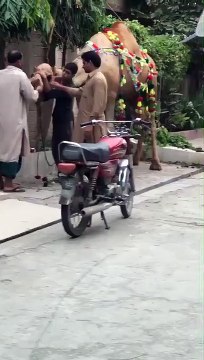 اس ویڈیو کو دیکھ کرآپ اونٹ کی طاقت کا بخوبی اندازہ لگا سکتے ہیں۔ ویڈیو: ملک امجد۔ لاہور