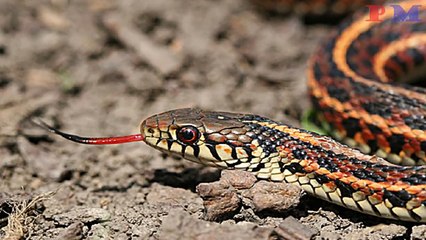 क्या आपने कभी देखा है ४ पैर वाला साप? वैज्ञनिको ने खोज निकला है | 4 Legged Snake