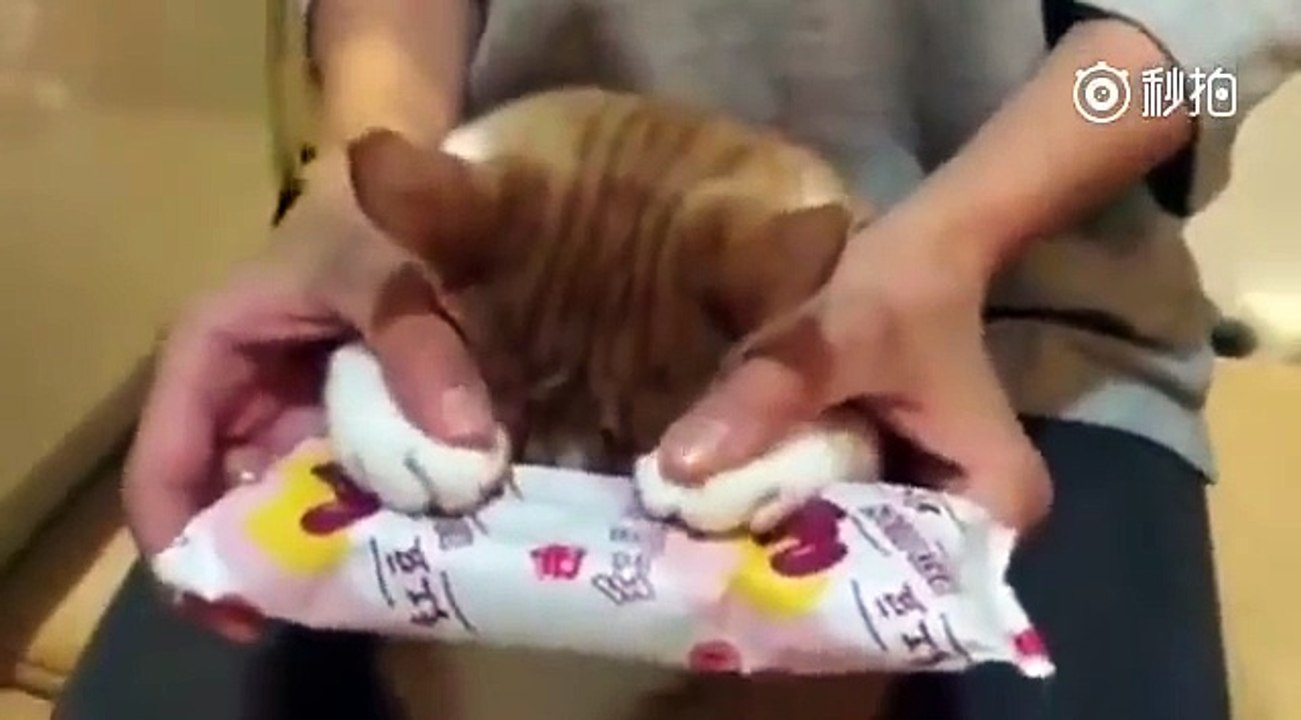 被烫到了肉垫委屈的小猫咪