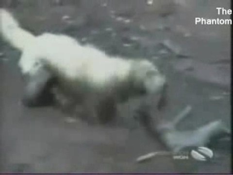 Chats et Chiens trop Marrants