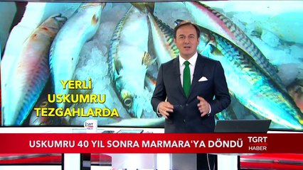 Uskumru 40 Yıl Sonra Marmara'ya Döndü