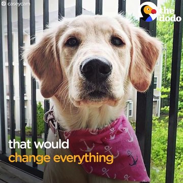 AWESOME Couple Keeps Adopting 3-Legged Dogs _ The Dodo