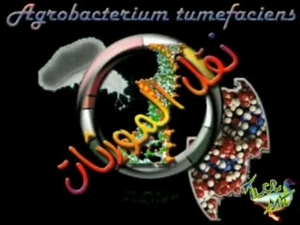 Agrobacterium