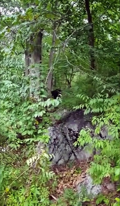 Quand un chien voit un ours il fait quoi?... Il lui court après! Même pas peur