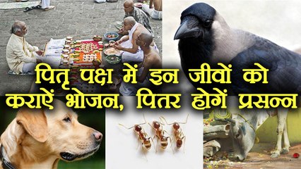 Pitru Paksha: Significance of Animal and Birds | पितरों को करना है प्रसन्न तो इन जीवों को कराएं भोजन | Boldsky