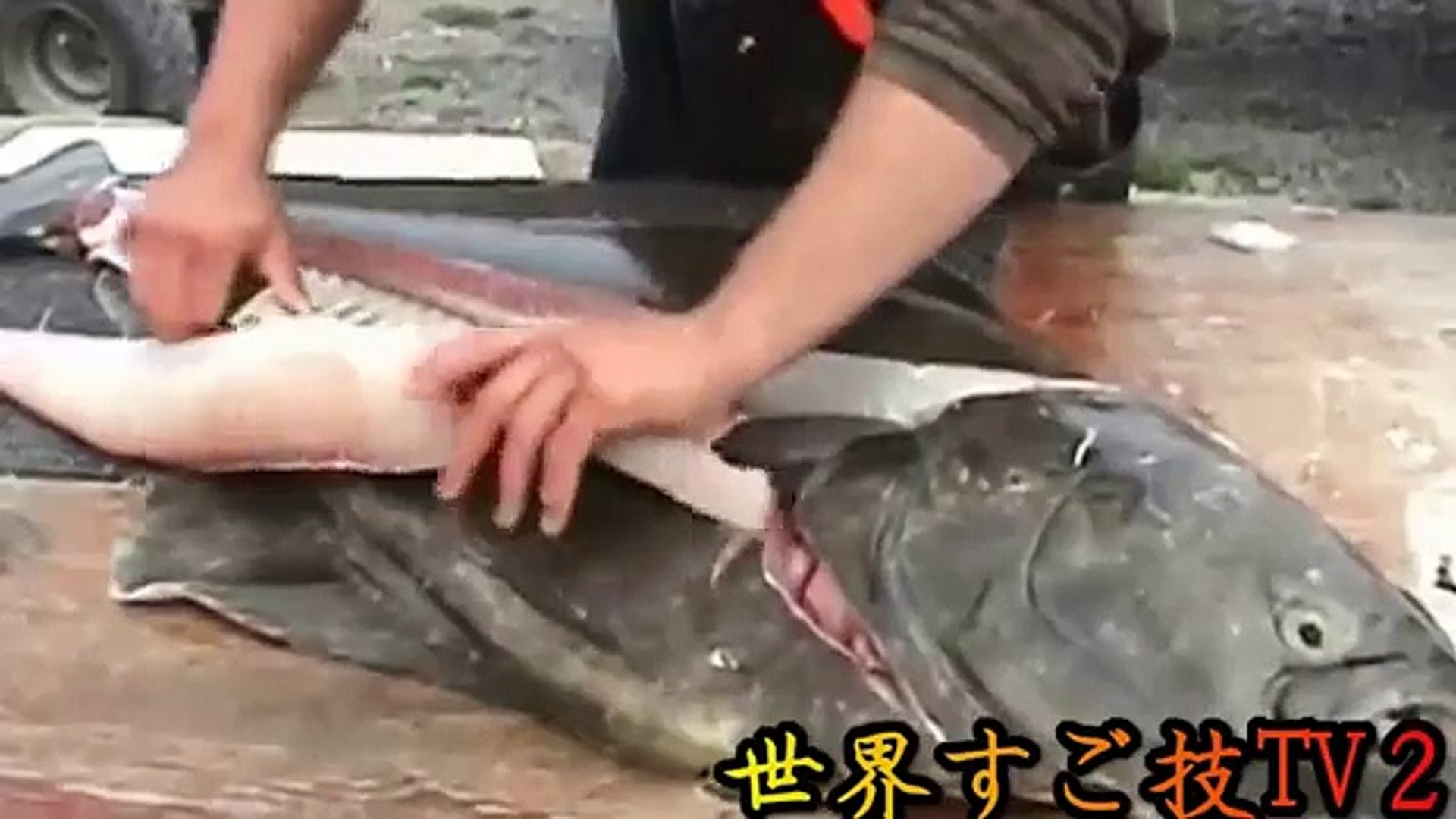 １００万円はするであろう５０キロのオヒョウ 超巨大カレイ を捌く Filleting The 110 Pound Halibut世界すご技tv２ Video Dailymotion