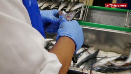 Douarnenez. Visite de l'usine de conserverie La Chancerelle