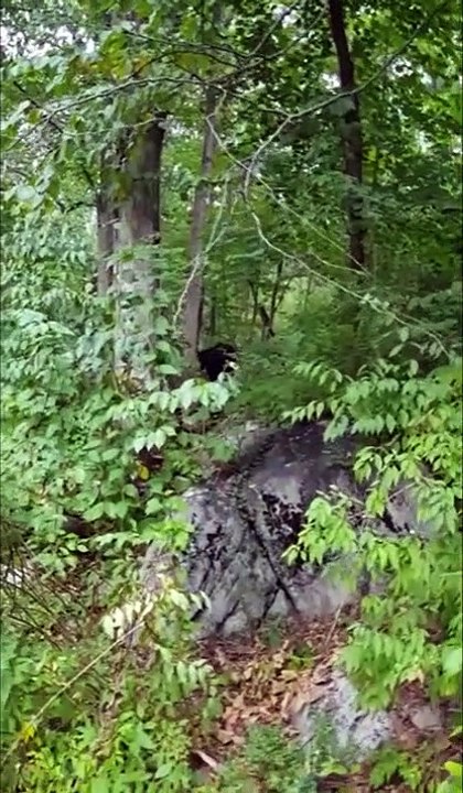 Un homme et son chien poursuit un ours dans la forêt !