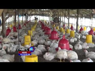 Ratusan Ayam Potong di Lamongan Mati Mendadak - NET24
