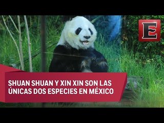 China reconoce a la Ciudad de México por su cuidado a los pandas