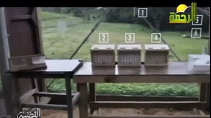 ما فعل هذا الغراب شيئا