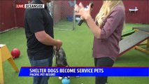 Shelter Dogs Become Service Pets for Wounded Combat Veterans