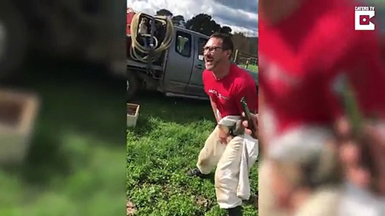 Un apiculteur réalise un pari des plus stupides, s'asseoir les fesses à l'air sur une ruche