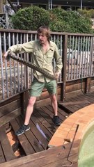 Massive Python Under Pool Deck