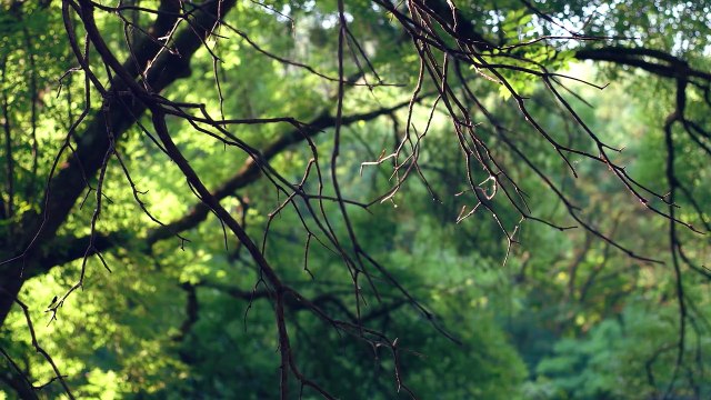 Light Instrumental Music - study, work, relax - N°106 (4K)