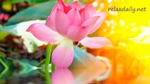 Zen Music - concentrate, study, meditation - relaxdaily N°047