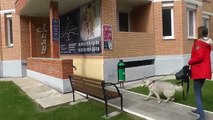 Para vlogs perro Husky siberiano Husky salón de belleza tv animales