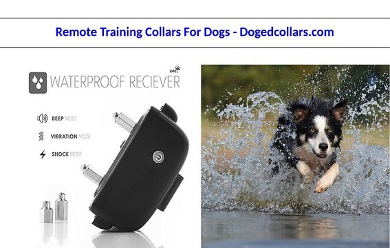 Remote Training Collars For Dogs - Dogedcollars.com