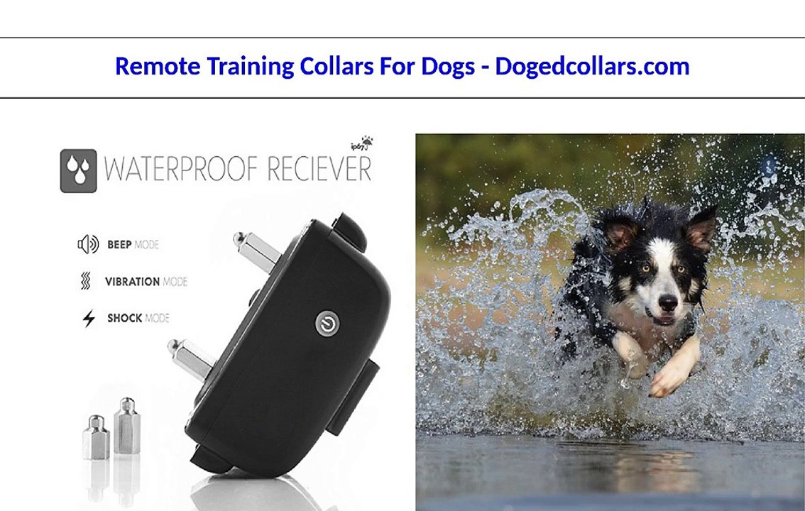 Remote Training Collars For Dogs - Dogedcollars.com