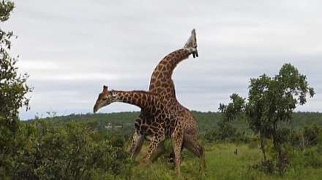Giraffes Fight Each Other Using Their Necks