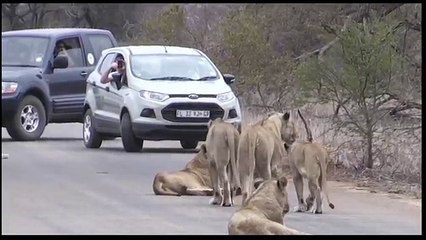 Pride of Lions - The Great Merical Of Allah_ Great Video Ever Must