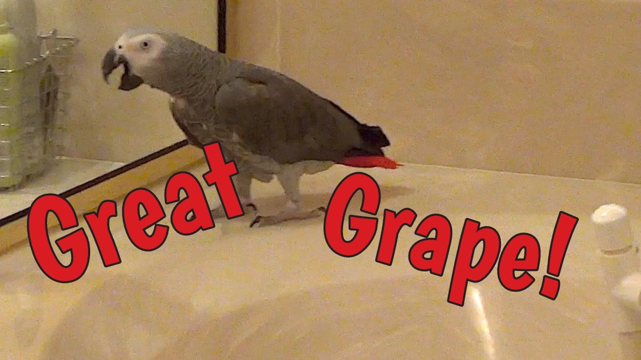 Articulate parrot hysterically repeats the words “great grape”