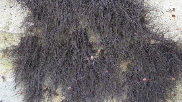 Ce ne sont pas des cheveux mais des milliers d'araignées Faucheurs au Mexique