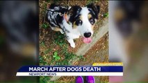 March Held Outside of Court Appearance For Kennel After Dog Dies