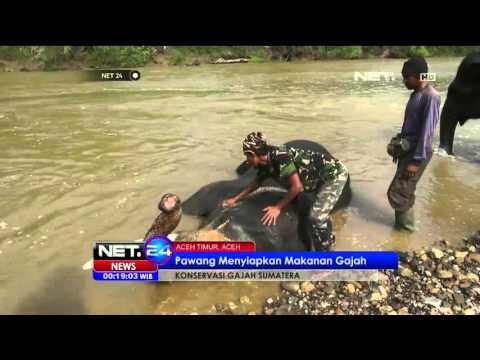 Patroli Gajah di Pedalaman Aceh Timur - NET24