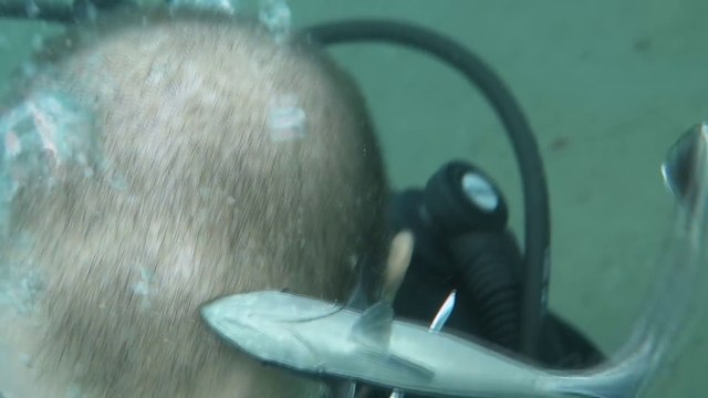 Ce poisson rémora vient nettoyer le crane d'un plongeur