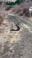 Two Rattlesnakes Dancing, Fighting, or Mating?