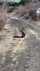 Two Rattlesnakes Dancing, Fighting, or Mating?
