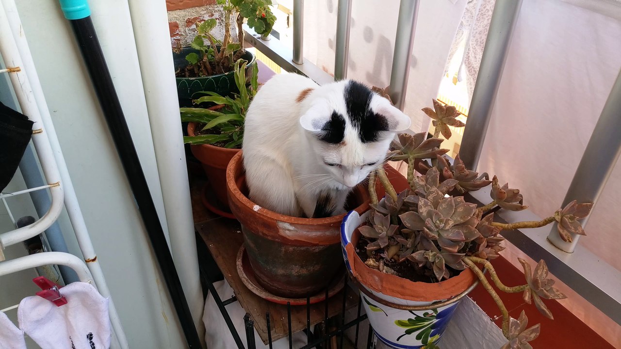 Gatito V70902-173307