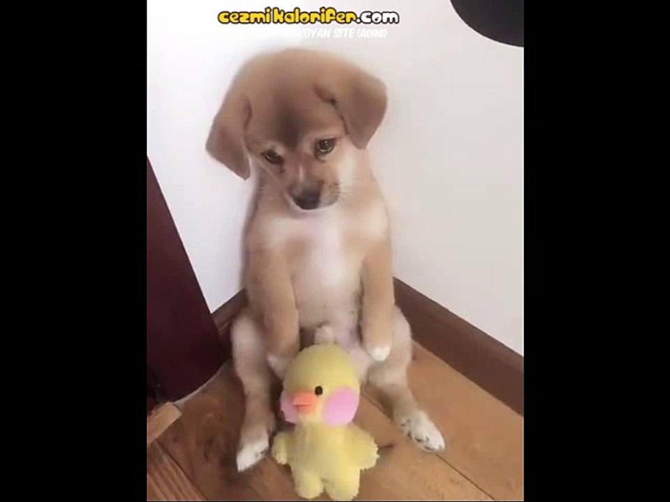 Karne Günü Babasından Azar Yiyen Bebe Gibi Bakan Köpek