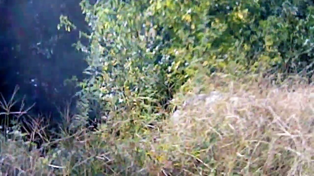 Surprise At The Park