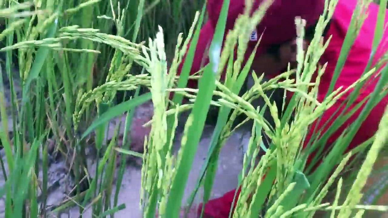 Net Fishing In Battambang Province -Khmer Cast Net Fishing-Cambodia Traditional Fishing (Part 82)