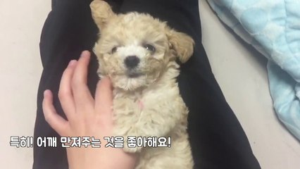 계속 만져달라고 애교부리는 쩡이 반려견 크림푸들 쩡이의 일상영상