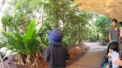 ワニだらけ！あやしいコアラ！？クロコダイルアドベンチャーズ-7a77sbdnSkU