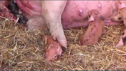 o nascimento de novas vidas!  amo a natureza! ❤️