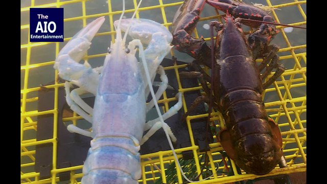 Il peche un homard transparent, du jamais vue en 42 ans de carrière