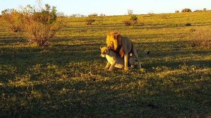 Sevişen aslanları ayıran bufalo - acemikamera