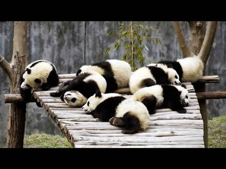 Funny Panda Videos